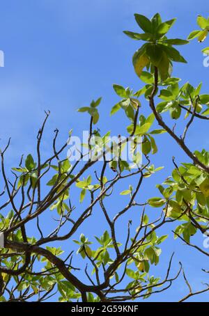 Branche de Terminalia catappa avec des feuilles vertes contre un ciel bleu clair d'été à Bali, Indonésie Banque D'Images