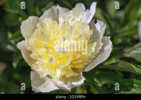 Peony Fairy en forme de lotus. Les inflorescences luxuriantes sont formées à partir de fleurs semi-doubles délicates qui incarnent une féminité sophistiquée. Grand rose délicat Banque D'Images