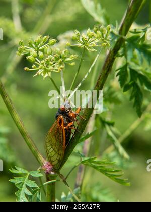 Brood X yeux rouges cicada 17 ans dans le sud de l'Indiana, États-Unis Banque D'Images