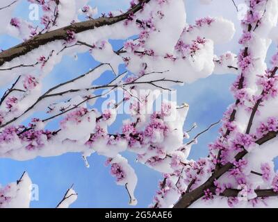 Photo à angle bas des branches de sakura en fleurs recouvertes de neige Banque D'Images