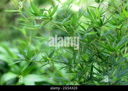 Vue paysage de la nature de la branche de bambous avec lumière naturelle dans le style flou. Belles feuilles vertes et arbre avec bokeh dans la forêt tropicale. bambo en pleine croissance Banque D'Images
