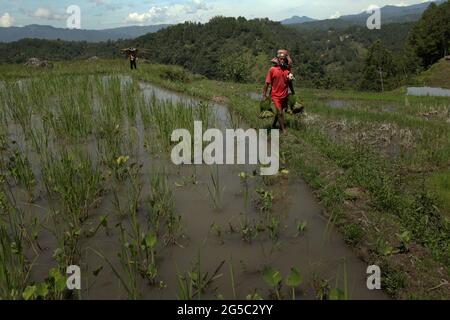 Un cultivateur de riz transportant des petits pains de jeunes plants de riz, marchant sur un remblai à travers les champs de riz par une journée de forte luminosité, près de Kurra, Tana Toraja, Sulawesi Sud, Indonésie. Les températures plus élevées causées par le réchauffement climatique devraient réduire les rendements des cultures de riz en Indonésie. Les changements dans les tendances d'El Nino, qui ont une incidence sur le début et la durée de la saison humide, envoient également la production agricole à un statut vulnérable. Le développement de variétés de riz locales nouvelles ou améliorées, plus résilientes, qui font écho à des études récentes menées dans d'autres pays, pourrait être l'une des clés de l'atténuation. Banque D'Images