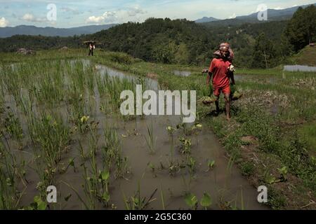 Un cultivateur de riz transportant des petits pains de jeunes plants de riz, marchant sur un remblai à travers les champs de riz par une journée de forte luminosité, près de Kurra, Tana Toraja, Sulawesi Sud, Indonésie. Les températures plus élevées causées par le réchauffement climatique devraient réduire les rendements des cultures de riz en Indonésie. Les changements dans les tendances d'El Nino, qui ont une incidence sur le début et la durée de la saison humide, envoient également la production agricole à un statut vulnérable. Le développement de variétés de riz locales nouvelles ou améliorées, plus résilientes, qui font écho à des études récentes menées dans d'autres pays, pourrait être l'une des clés de l'atténuation. Banque D'Images