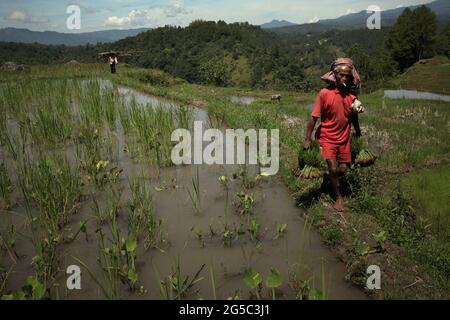 Un cultivateur de riz transportant des petits pains de jeunes plants de riz, marchant sur un remblai à travers les champs de riz par une journée de forte luminosité, près de Kurra, Tana Toraja, Sulawesi Sud, Indonésie. Les températures plus élevées causées par le réchauffement climatique devraient réduire les rendements des cultures de riz en Indonésie. Les changements dans les tendances d'El Nino, qui ont une incidence sur le début et la durée de la saison humide, envoient également la production agricole à un statut vulnérable. Le développement de variétés de riz locales nouvelles ou améliorées, plus résilientes, qui font écho à des études récentes menées dans d'autres pays, pourrait être l'une des clés de l'atténuation. Banque D'Images