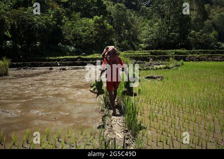 Un cultivateur de riz transportant des petits pains de jeunes plants de riz, marchant sur un remblai à travers les champs de riz par une journée de forte luminosité, près de Kurra, Tana Toraja, Sulawesi Sud, Indonésie. Les températures plus élevées causées par le réchauffement climatique devraient réduire les rendements des cultures de riz en Indonésie. Les changements dans les tendances d'El Nino, qui ont une incidence sur le début et la durée de la saison humide, envoient également la production agricole à un statut vulnérable. Le développement de variétés de riz locales nouvelles ou améliorées, plus résilientes, qui font écho à des études récentes menées dans d'autres pays, pourrait être l'une des clés de l'atténuation. Banque D'Images