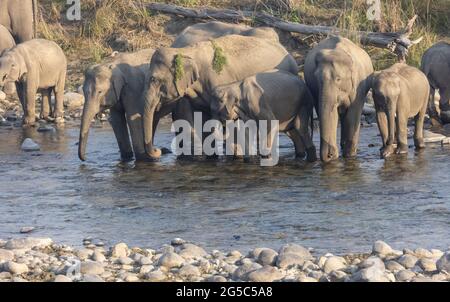 Troupeau d'éléphants indiens (Elepha maximus indicus) dans la forêt du parc national Jim corbett. Banque D'Images