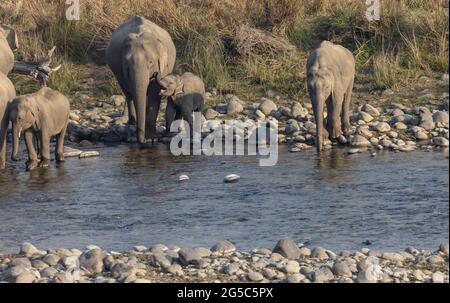 Troupeau d'éléphants indiens (Elepha maximus indicus) dans la forêt du parc national Jim corbett. Banque D'Images