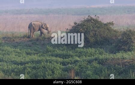 Troupeau d'éléphants indiens (Elepha maximus indicus) dans la forêt du parc national Jim corbett. Banque D'Images