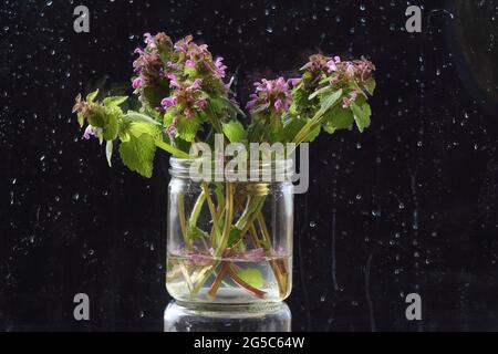 Un bouquet de fleurs et plantes sauvages de la prairie, dans un bocal en verre, isolé sur fond noir Banque D'Images