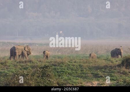 Troupeau d'éléphants indiens (Elepha maximus indicus) dans la forêt du parc national Jim corbett. Banque D'Images