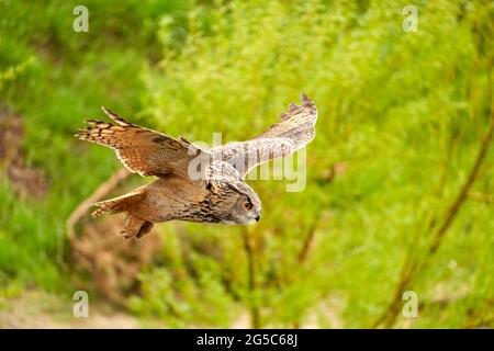 Eagle Owl, survole l'herbe, le sable et le sous-bois. L'oiseau de proie vu du côté. Les ailes s'écartez. Banque D'Images