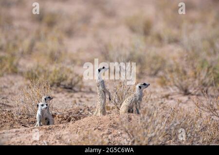 Groupe familial de Meerkat situé dans le parc transfrontier de Kgalagadi, en Afrique du Sud; famille des espèces Suricata suricata de Herpestidae Banque D'Images