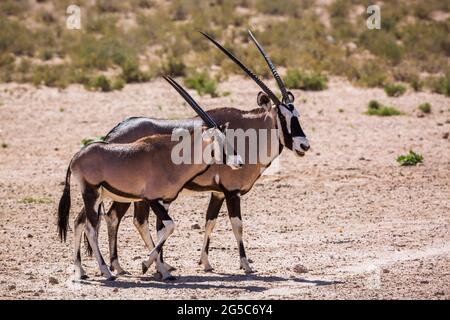 Femme et cub d'Oryx d'Afrique du Sud dans le parc transfrontier de Kgalagadi, en Afrique du Sud; espèce Oryx gazella de la famille des Bovidae Banque D'Images
