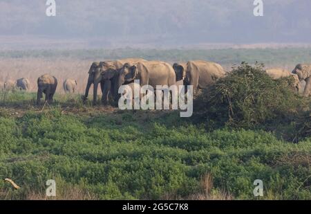 Troupeau d'éléphants indiens (Elepha maximus indicus) dans la forêt du parc national Jim corbett. Banque D'Images