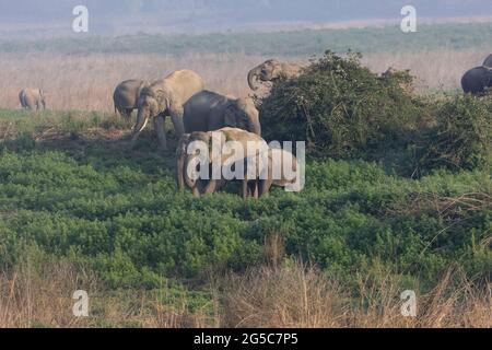 Troupeau d'éléphants indiens (Elepha maximus indicus) dans la forêt du parc national Jim corbett. Banque D'Images