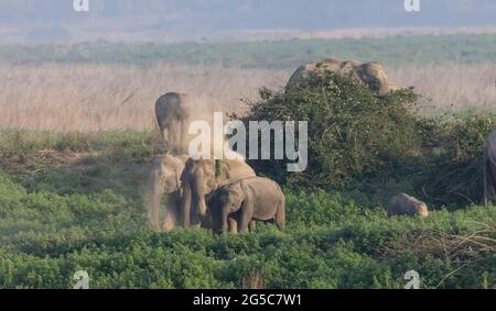 Troupeau d'éléphants indiens (Elepha maximus indicus) dans la forêt du parc national Jim corbett. Banque D'Images