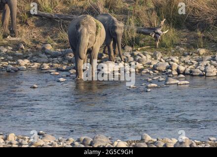 Troupeau d'éléphants indiens (Elepha maximus indicus) dans la forêt du parc national Jim corbett. Banque D'Images