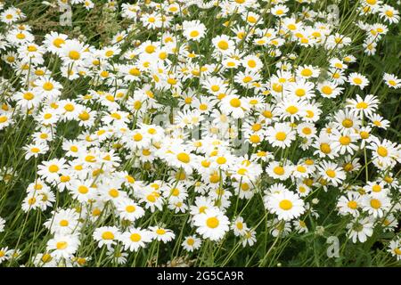 Un domaine de Shasta Daisies Banque D'Images