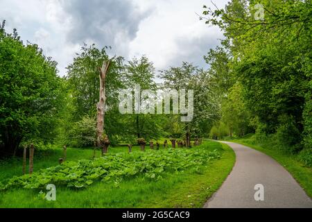 Vue dans le parc avec feuilles de Butterbur (Petasites hybridus) et saules pollinés Banque D'Images