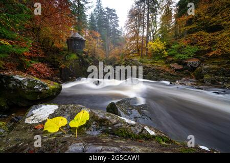 Vue d'automne de la salle d'Ossian surplombant la cascade de Black Linn Falls sur le fleuve Braan à l'Hermitage, Perthshire, Écosse, Royaume-Uni Banque D'Images