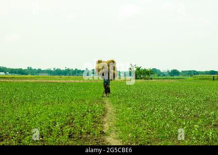 Bangladesh avec un homme transportant une balle de riz récolté sur sa tête en marchant dans le champ Banque D'Images