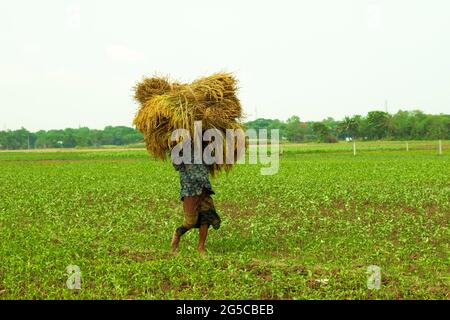 Bangladesh avec un homme transportant une balle de riz récolté sur sa tête en marchant dans le champ Banque D'Images