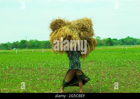 Bangladesh avec un homme transportant une balle de riz récolté sur sa tête en marchant dans le champ Banque D'Images