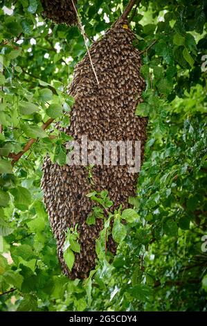 Colonie d'abeilles armées , Heinsberg, Rhénanie-du-Nord-Westphalie, Allemagne Banque D'Images