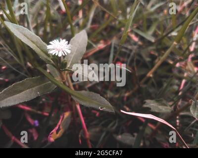 Gros plan d'une fleur de Marguerite solitaire fausse qui grandit dans le jardin Banque D'Images