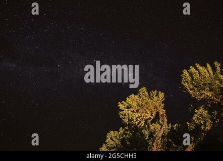 Ciel nocturne avec la galaxie Milkyway sur de petits arbustes d'arbres vus d'Anakao, Madagascar, Croix du Sud ou constellation de croûtes visibles près de Carina Nebula Banque D'Images