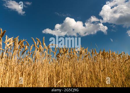 Paysage de champ de blé avec épis mûrs sur ciel bleu d'été Banque D'Images