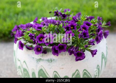 une vue à angle bas d'un pot de fleurs plein de fleurs de grelots de raisin million Banque D'Images