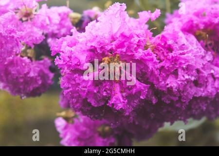 Gros plan de fleurs de myrte de colza violet Banque D'Images