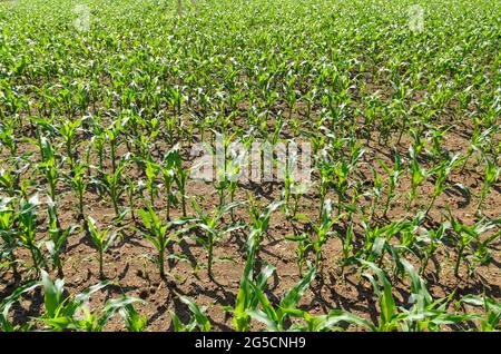 Jeunes plants de maïs (Zea mays) en pleine croissance dans un champ agricole dans la campagne rurale en Allemagne, en Europe Banque D'Images