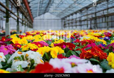 Un tapis de nombreuses fleurs de premrose multicolores, également connu sous le nom de cow-slide, cultivées en serre. Mise au point sélective. Banque D'Images