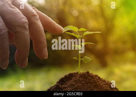 main femelle senior touchant un jeune germe de petite plante, la nature et le concept de connexion humaine Banque D'Images