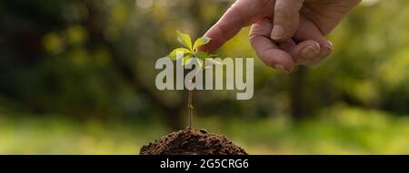 main femelle senior touchant un jeune germe de petite plante, la nature et le concept de connexion humaine Banque D'Images