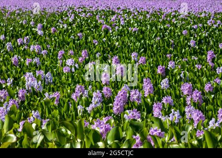 Vue d'un champ de jacinthes d'eau en fleurs qui poussent dans un marais naturel Banque D'Images