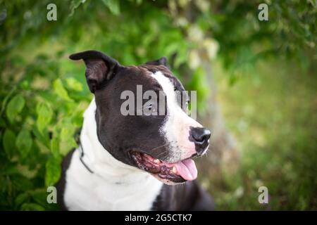 Staffordshire Terrier noir et blanc Banque D'Images
