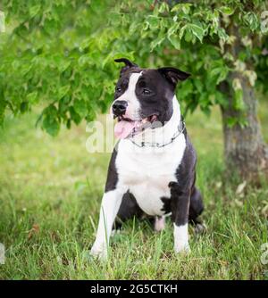 Staffordshire Terrier noir et blanc Photo Stock Alamy