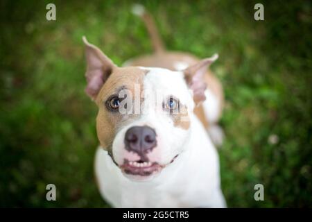 Fauve bleue Staffordshire Terrier américain Banque D'Images