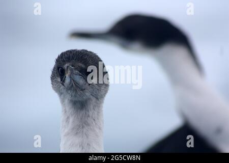 Gros plan sur la fée bleue en Antarctique Banque D'Images