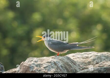 Indian River-tern, un éleveur résident le long de la rivière d'eau douce sur les rives de la rivière Cauvery, Ranganthittu Bird Sanctuary. Rivière-sterne sur des rochers. Banque D'Images