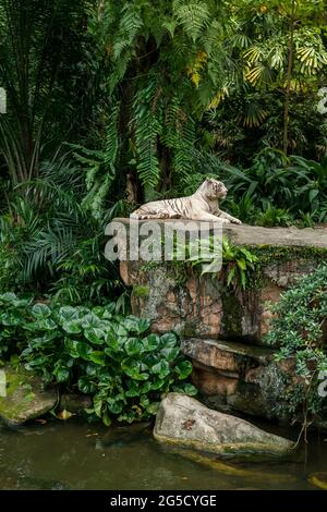 Tigre du Bengale blanc reposant dans son habitat naturel, Sunderban, Bengale occidental, Inde Banque D'Images