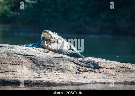 Crocodile de marais dans son habitat naturel avec sa bouche large ouverte et montrant des dents. Crocodile reposant sur des roches naturelles sur les rives d'une rivière. Banque D'Images