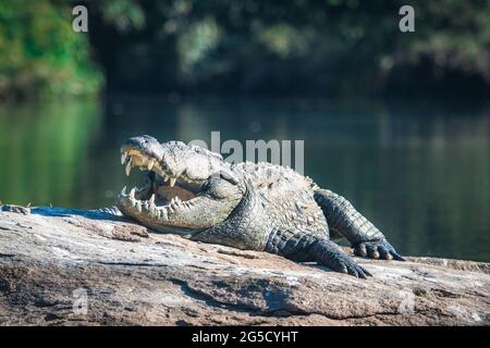 Crocodile de marais dans son habitat naturel avec sa bouche large ouverte et montrant des dents. Crocodile reposant sur des roches naturelles sur les rives d'une rivière. Banque D'Images