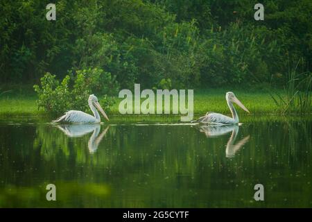 Deux pélicans à bec direct dans leur habitat naturel au lac Linagabudhi, Mysore, Inde. Réflexion de pélican gris dans l'eau. Banque D'Images