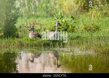 Deux canards à bec direct dans leur habitat naturel au lac Linagabudhi, Mysore, Inde. Réflexion indienne de canard à bec direct dans l'eau. Banque D'Images