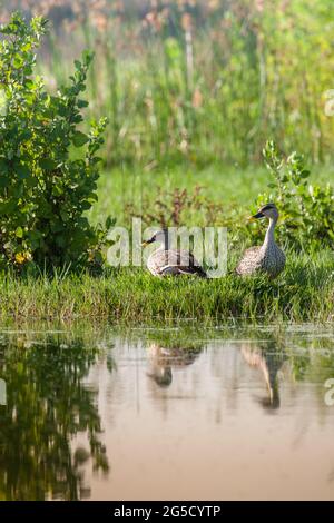 Deux canards à bec direct dans leur habitat naturel au lac Linagabudhi, Mysore, Inde. Réflexion indienne de canard à bec direct dans l'eau. Banque D'Images