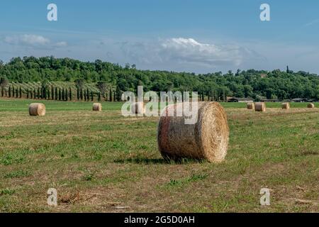 Grosses balles de foin dans un champ de la campagne toscane dans la province de Pise, en Italie Banque D'Images